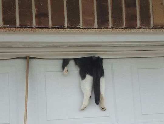 cat caught in garage door